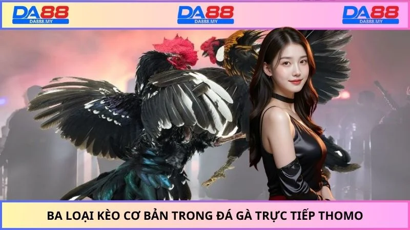 Ba loại kèo cơ bản trong đá gà trực tiếp Thomo