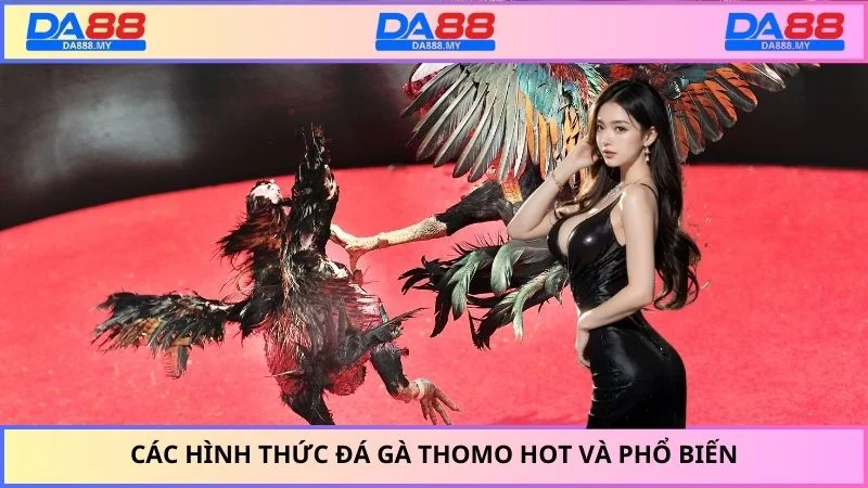 Các hình thức đá gà thomo hot và phổ biến