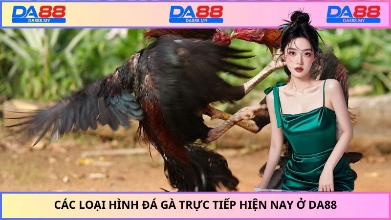Các loại hình đá gà trực tiếp hiện nay ở DA88