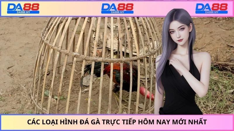 Các loại hình đá gà trực tiếp hôm nay mới nhất