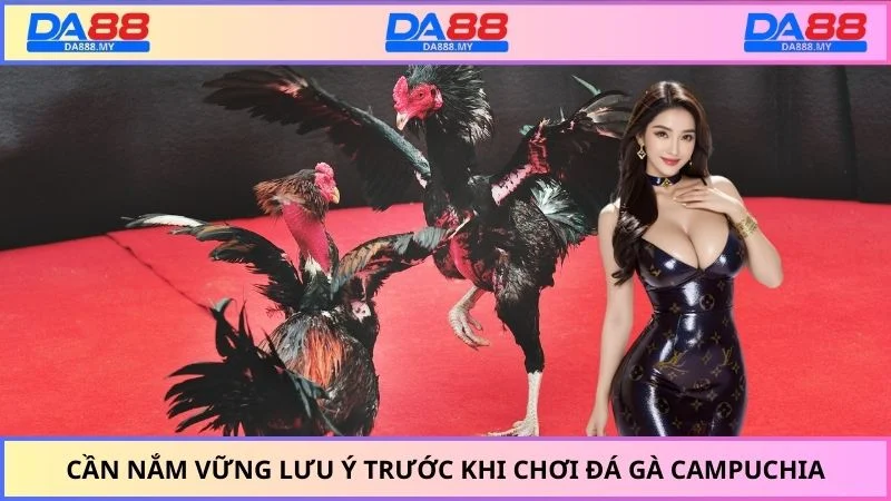 Cần nắm vững lưu ý trước khi chơi đá gà Campuchia
