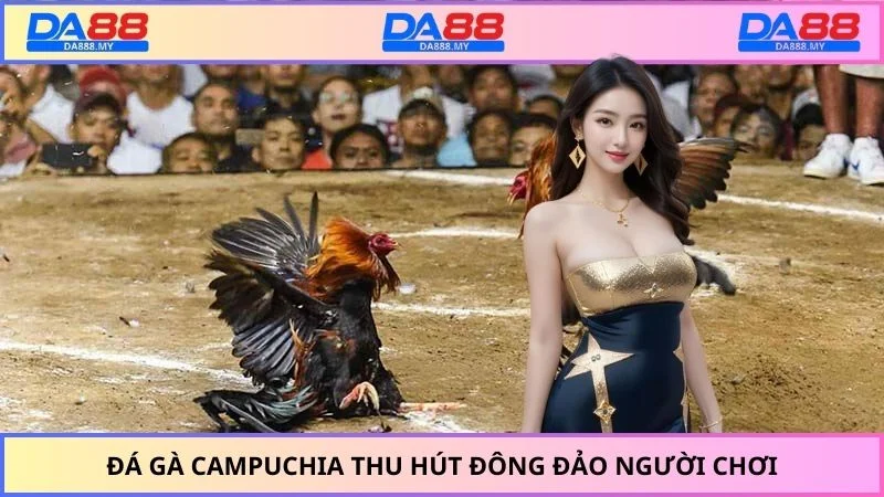 Đá gà Campuchia thu hút đông đảo người chơi