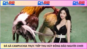 đá gà Campuchia