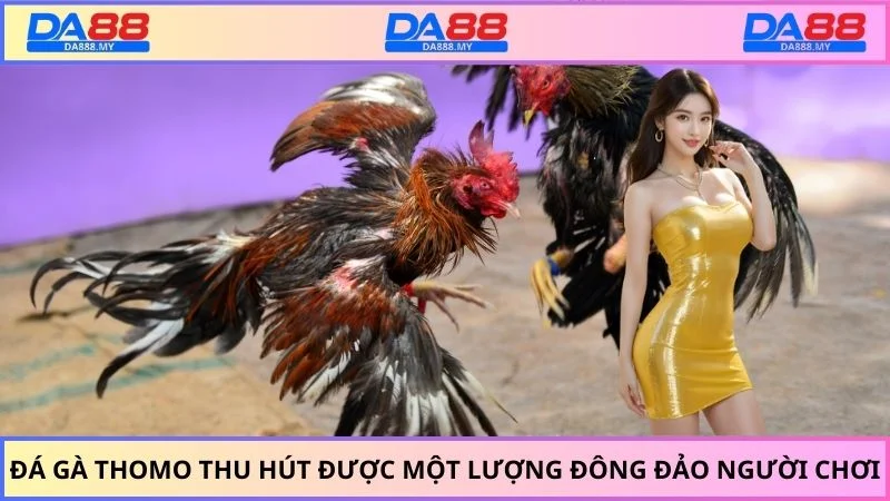 Đá gà thomo thu hút được một lượng đông đảo người chơi