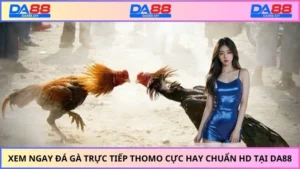 Đá gà trực tiếp Thomo