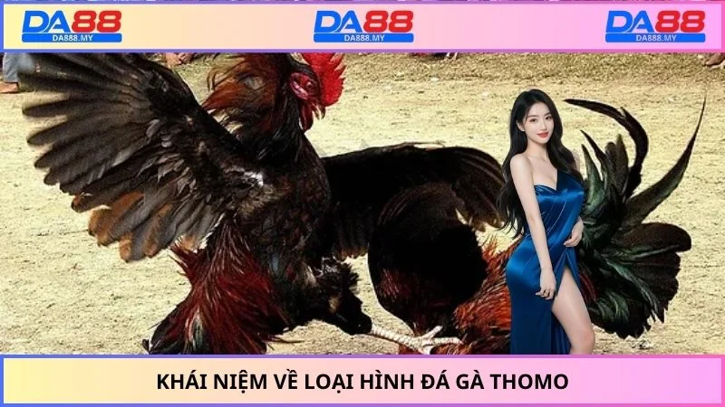 Khái niệm về loại hình đá gà Thomo