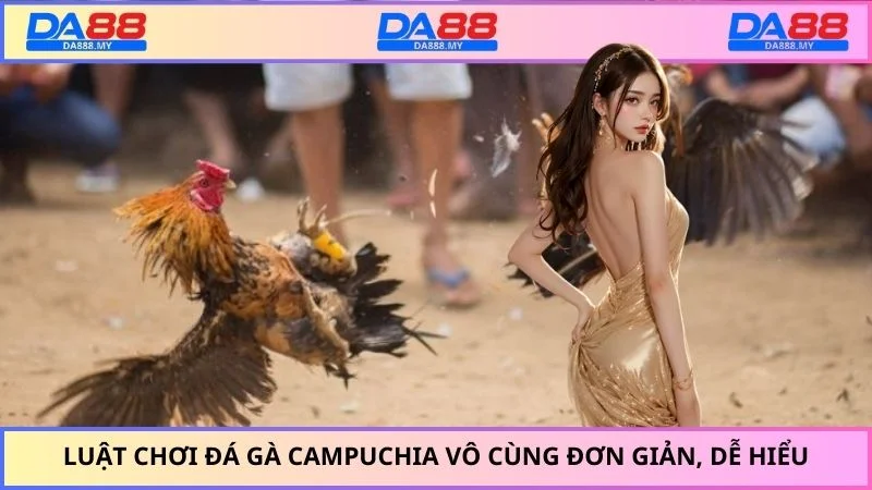 Luật chơi đá gà Campuchia vô cùng đơn giản, dễ hiểu