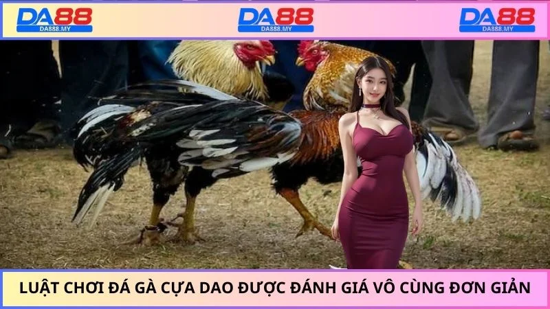 Luật chơi đá gà cựa dao được đánh giá vô cùng đơn giản