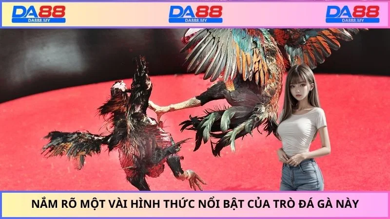 Nắm rõ một vài hình thức nổi bật của trò đá gà này
