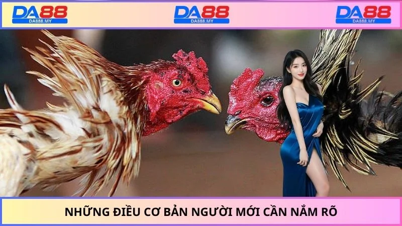 Những điều cơ bản người mới cần nắm rõ