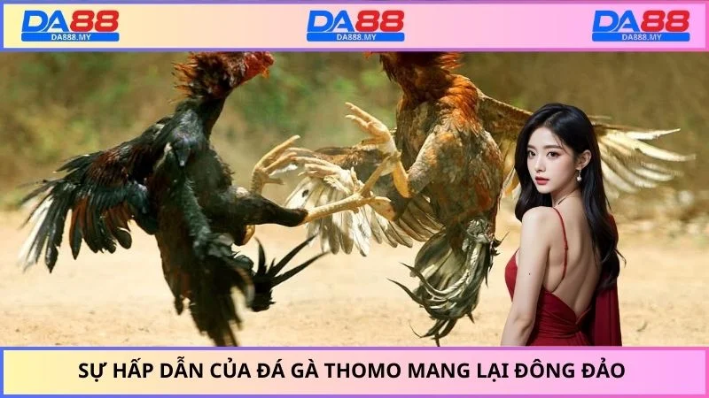 Sự hấp dẫn của đá gà Thomo mang lại đông đảo người theo dõi