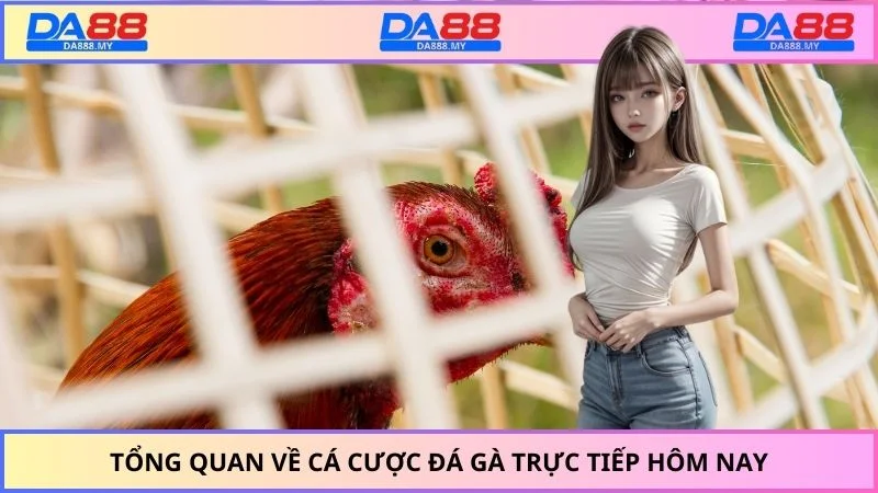 Tổng quan về cá cược đá gà trực tiếp hôm nay