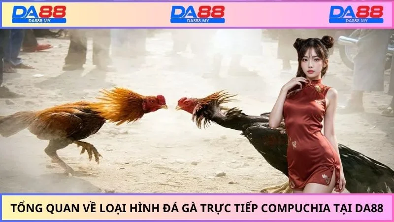Tổng quan về loại hình đá gà trực tiếp Compuchia tại DA88