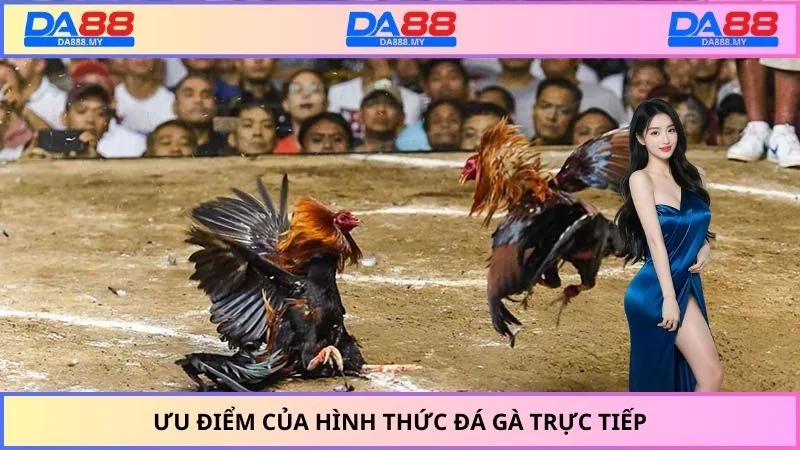 Ưu điểm của hình thức đá gà trực tiếp